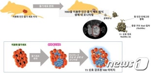 생명연, 생체 내 줄기세포 모니터링 기술 개발