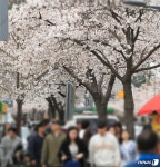대전 서구, 코로나 여파 제9회 정림동 벚꽃축제 취소