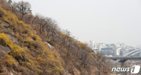 개나리옷 갈아입는 응봉산