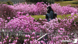 진달래꽃 만개