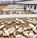 노동신문 개인 축산도 적극 장려…축산물 생산 집중