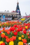 에버랜드 45주년, 튤립·매화와 함께