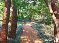 태안군, 흥주사 일원에 사계절 아름다운 야생화 산책로 조성