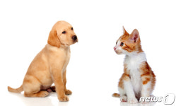 펫산업소매협회 유기동물 줄이려면 산업 아닌 반려인 규제해야