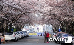 행락철 맞은 부산 남천동 벚꽃거리, 수영구 2주간 집중 방역 돌입