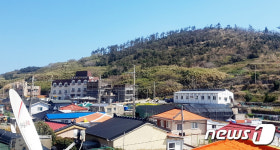 추자도가 죽도(竹島) 될 판…안마당에도 밭에도 대나무의 급습
