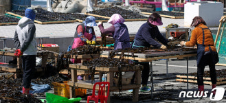 봄볕에 미역 말리는 어민들