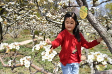 중랑구 유치원·어린이집 대상 봉화산 배나무 분양 접수