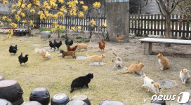 따스한 봄날 보내는 닭과 고양이
