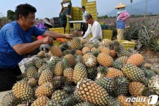 대만 프리덤 파인애플 운동 성공했지만 높은 대중 의존에 우려 여전