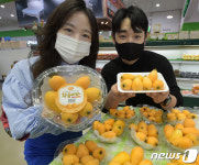 황금빛 과일 비파 맛보세요!