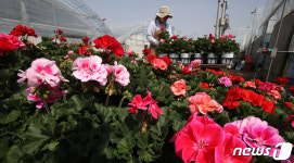 출하 한창인 화훼농가