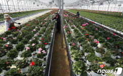 출하 앞둔 꽃들