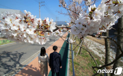 산청군 산청읍 항노화산들길 느림의길에 조성된 벚꽃길