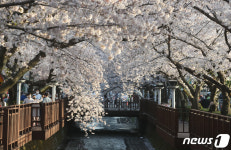 벚꽃 만개한 진해 로망스다리
