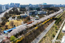 코로나19 확산 방지 위해 통제되는 여의서로 벚꽃길