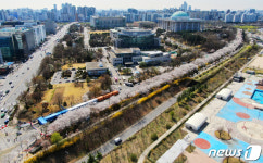 통제되는 여의서로 벚꽃길