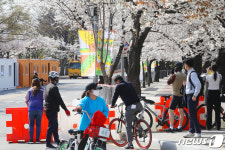 여의서로 벚꽃길 폐쇄 아쉬운 마음에...