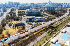 여의서로 벚꽃길이 선물한 봄 정취