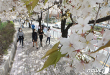 지는 벚꽃잎