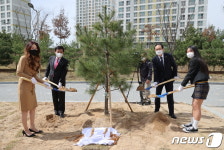 진천 서전중학교 정이품송 자목 식수…김병우 교육감 동참