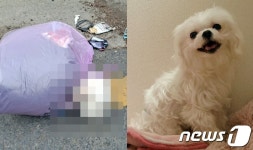 쓰레기봉투 속 강아지, 15세 나이 알려지자 입양문의 뚝[펫톡톡]