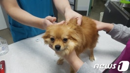 고양시, 24개 동물병원서 광견병 무료 예방접종