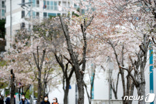 비교되는 가로수