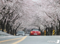 아름다운 함양군 오십리 벚꽃길