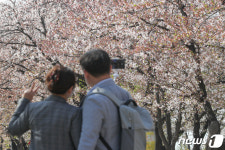 벚꽃, 여유롭게 즐겨요