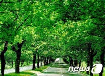 가로수 보호정책 시행하라 청주환경단체 식목일 성명