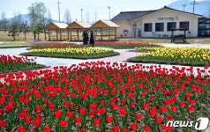 아름다움 뽐내는 튤립