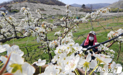 맛있는 배가 되거라