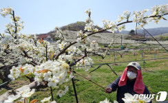 활찍 핀 과수원의 배 꽃