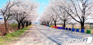 원주 문막에 섬강벚꽃길 활짝…1.2km 구간 포토존도 설치