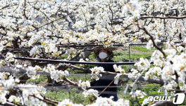 배꽃 만개, 분주한 과수원 작업