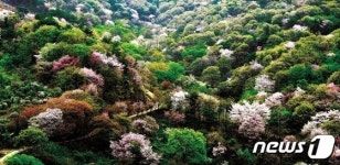 금산군, ‘2021년 랜선 보곡산골 산꽃여행’ 온라인 개최