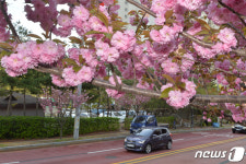 겹벚꽃길 따라
