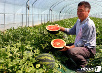 경북 고령 우곡수박 첫 출하…kg당 3000원에 경매