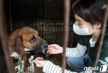 농장주 떠난 뒤 안락사 위기 처한 식용견 50마리, 새 삶 찾는다