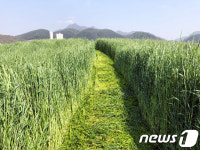 장애 비하 앉은뱅이밀, 새이름 요청에 농진청 화답(종합)
