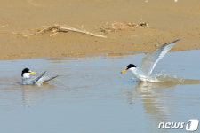 수영하는 쇠제비갈매기