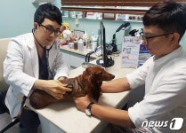 동물병원 브랜딩 시대…슬개골 수술 4000번한 수의사가 말하는 재활의 중요성