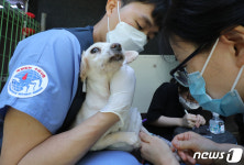 유기견 아프지 않게