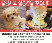 [펫톡톡]오프리쉬 진도에 물린 말티푸 실종 견주는 두 번 울었다