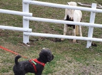 강아지와 함께 오세요 대관령 하늘목장, 애견동반 산책로 조성