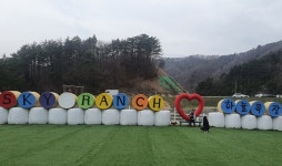 강아지와 함께 오세요 대관령 하늘목장, 애견동반 산책로 조성