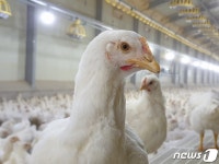 [귀거래사]삼성맨에서 양계농장 대표로…닭과 인생2막 연 성우동씨