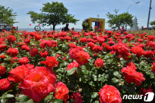 Foto de resultados de búsqueda de Naver 1