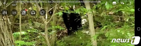 광양 백운산서 반달가슴곰 두차례 출현…30분간 먹이활동